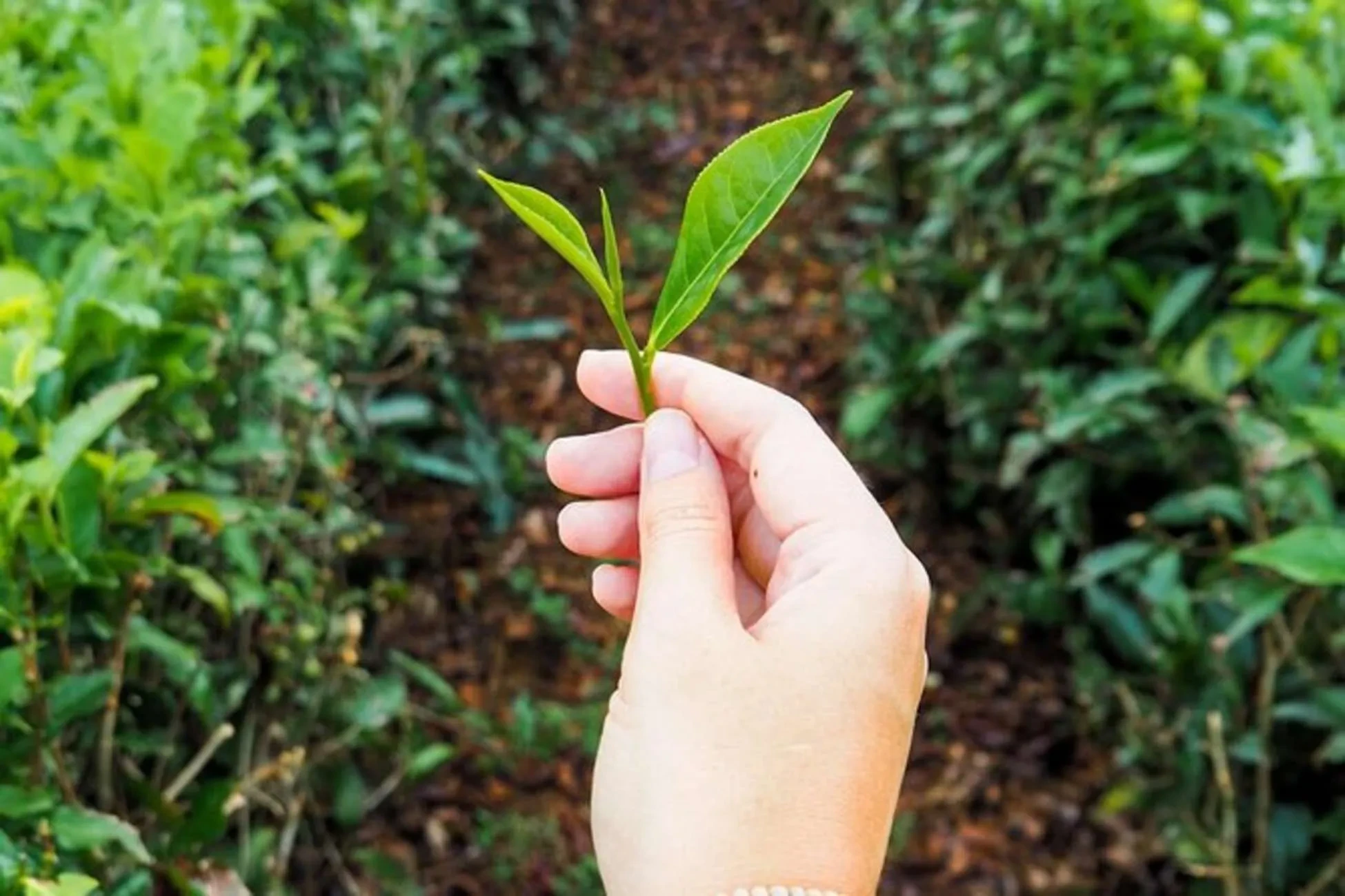 Planten un Blomen