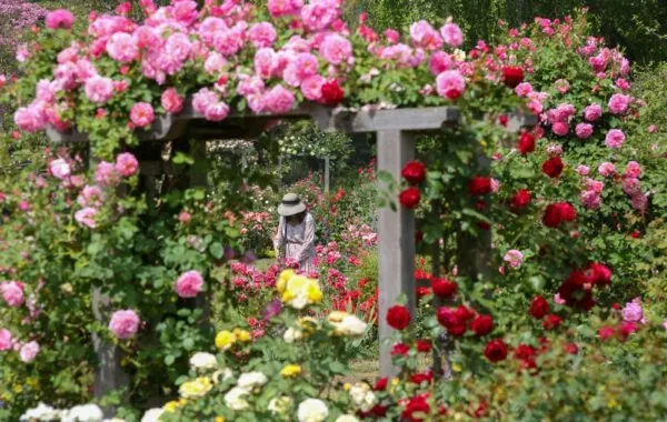 Jardin des Roses
