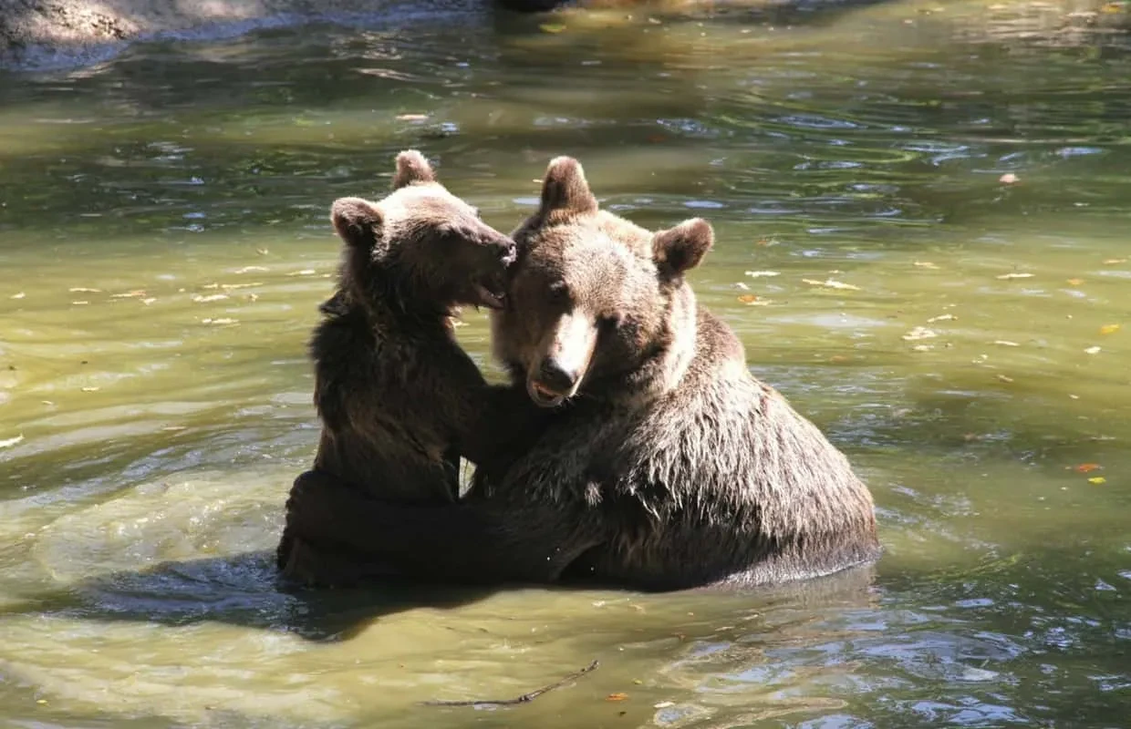 Parc des Ours